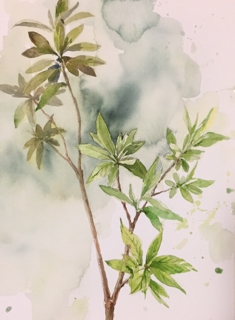山根 幸絵先生の水彩画教室  第6回  木の枝と葉の表現　講座